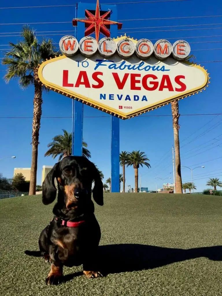 Dog sitting in front of the Las Vegas sign