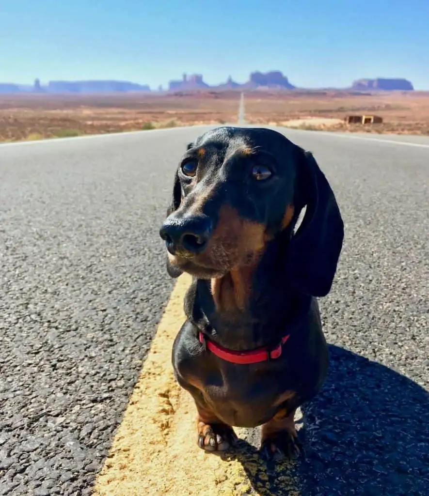 Dog sitting on the road