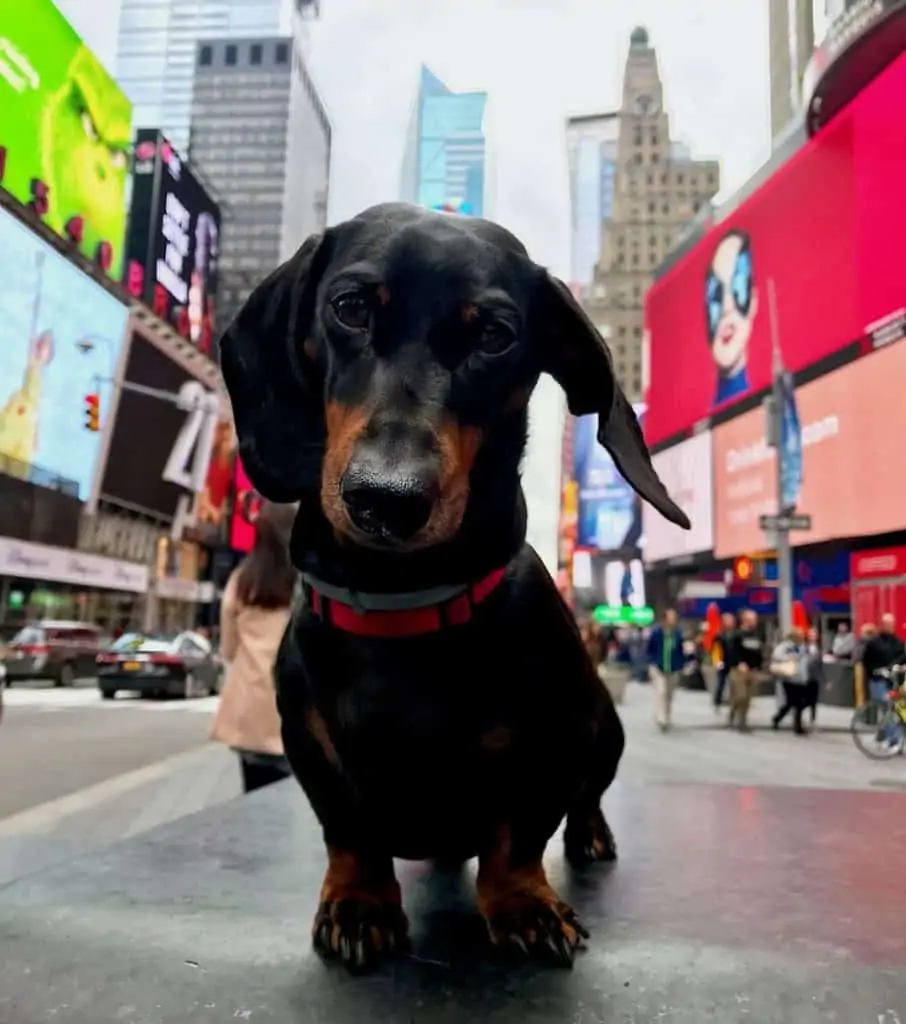 Dog in Times Square