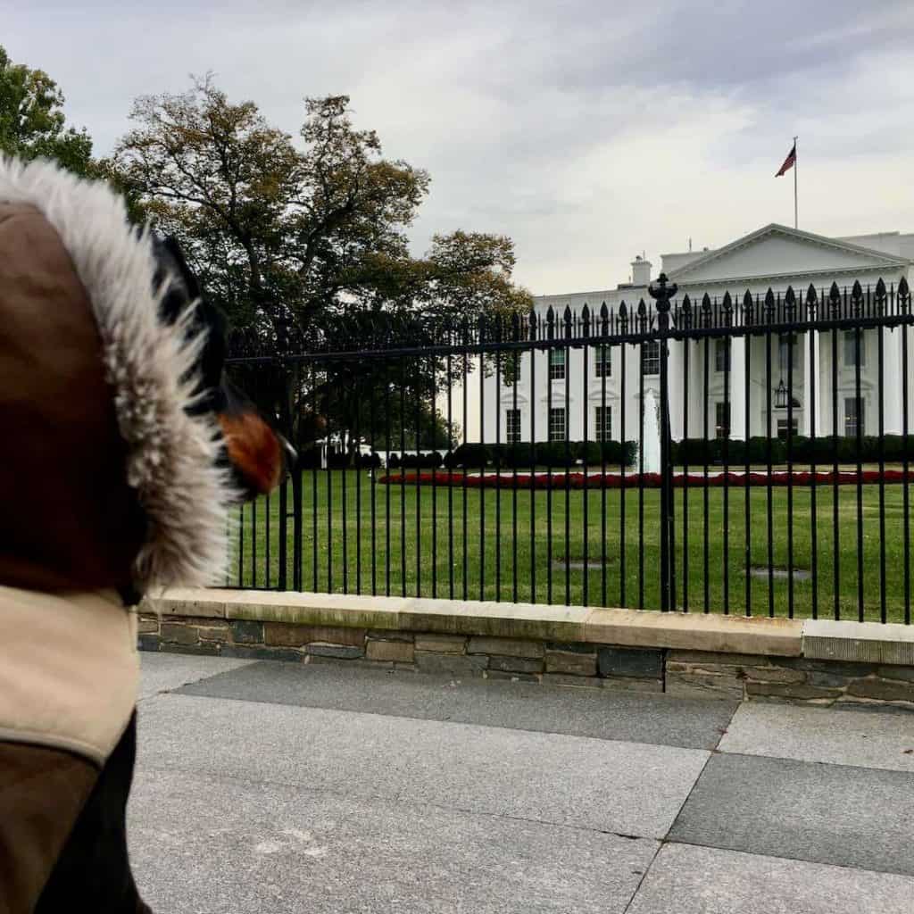 Dog by the White House