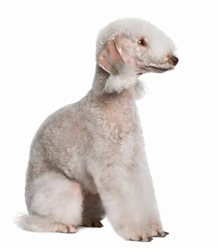 A white dog with curly fur sitting against a white background.