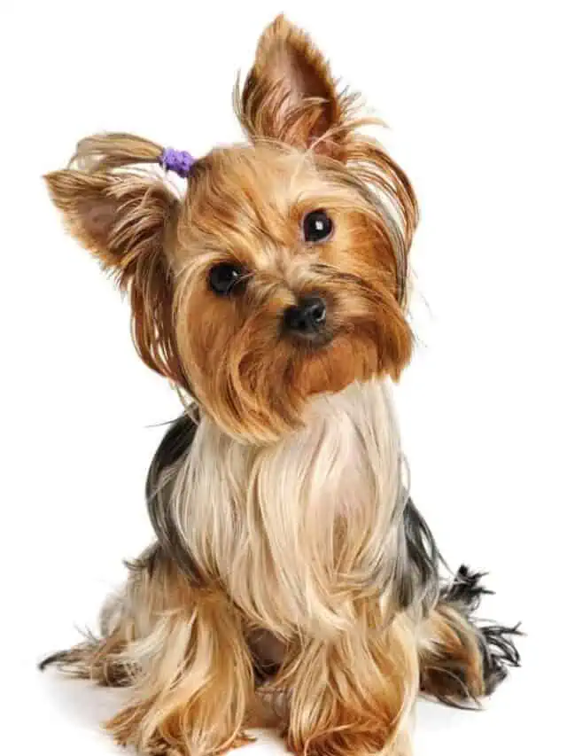26 Small Hypoallergenic Dogs