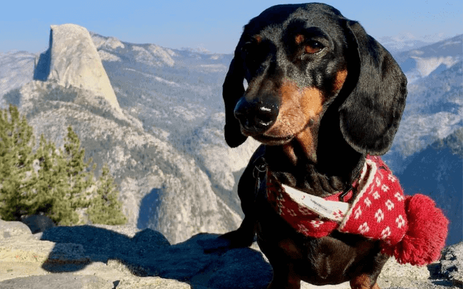 Dog sitting outside on a mountain