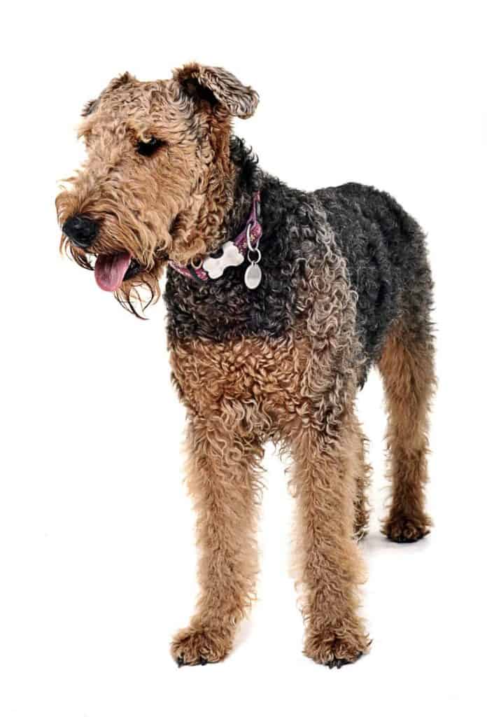 best large hypoallergenic dogs