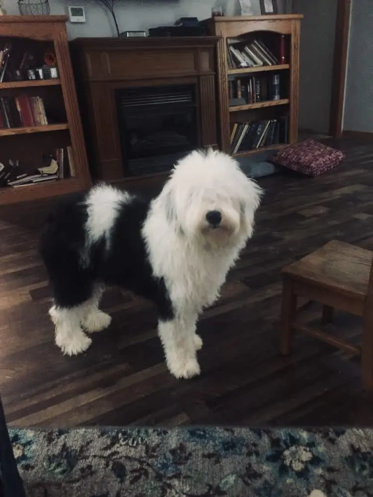 Black and white Sheepadoodle dog standing