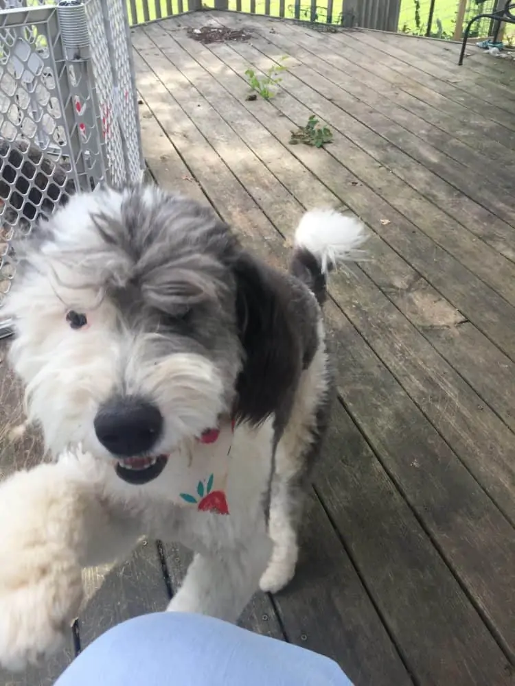 White and grey dog outside