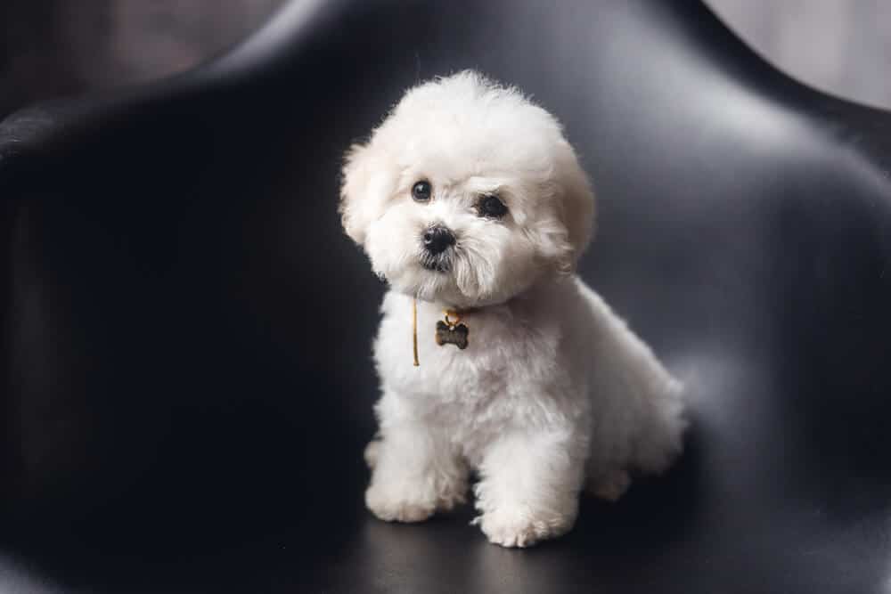 little white fluffy dogs