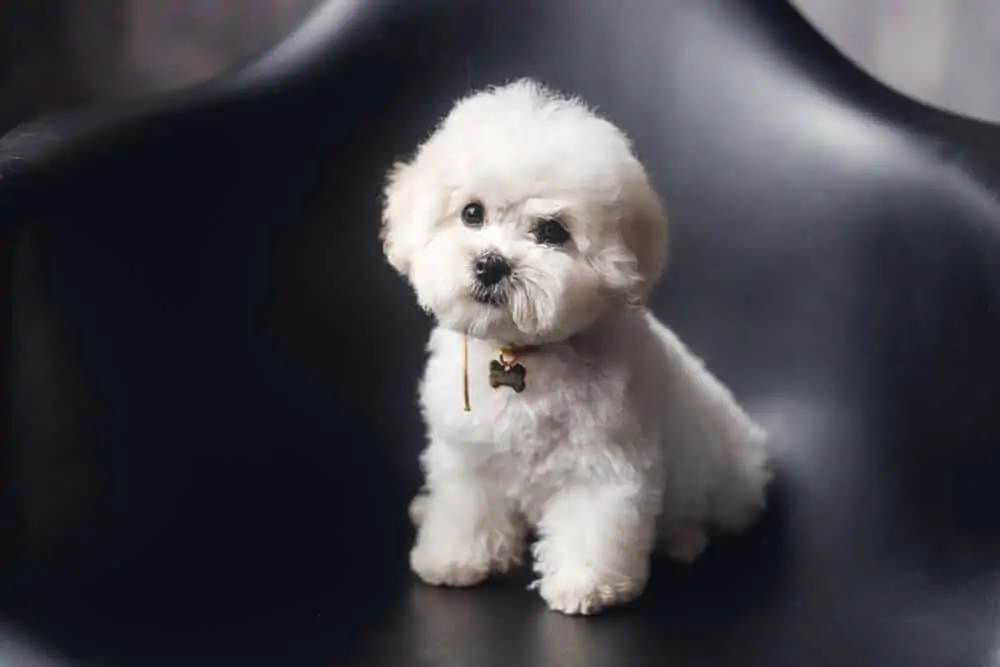 Small white fluffy dog sitting on couch