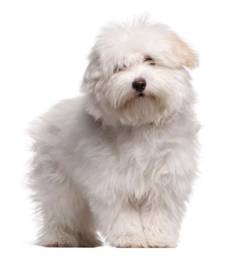 26 Small Hypoallergenic Dogs That WON'T Cause Hives ;)