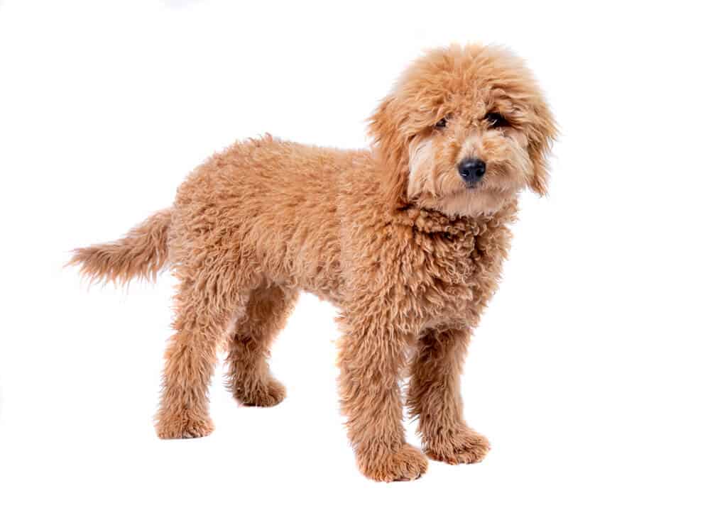 miniature dogs that are hypoallergenic