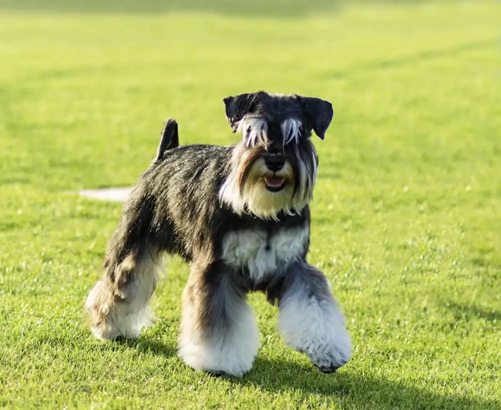 Small dog outside on the grass