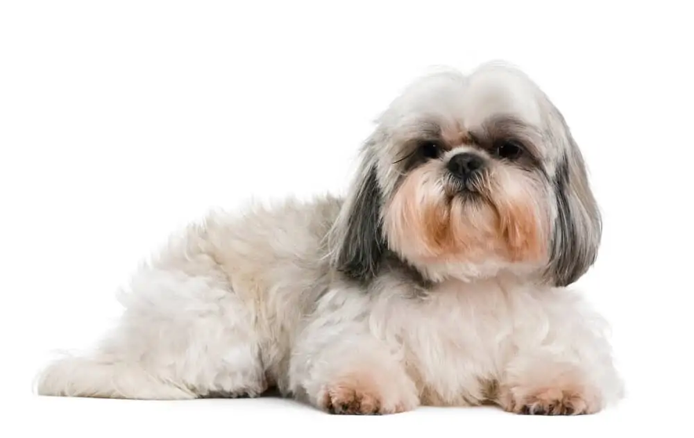 Small white dog laying down