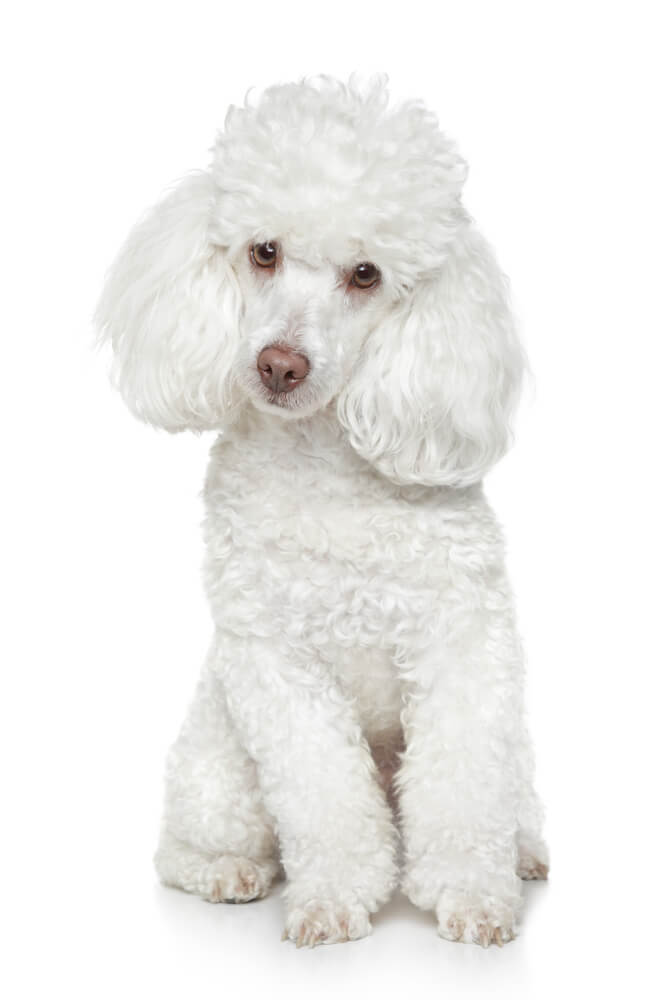 Small Hypoallergenic Dogs Toy Poodle 