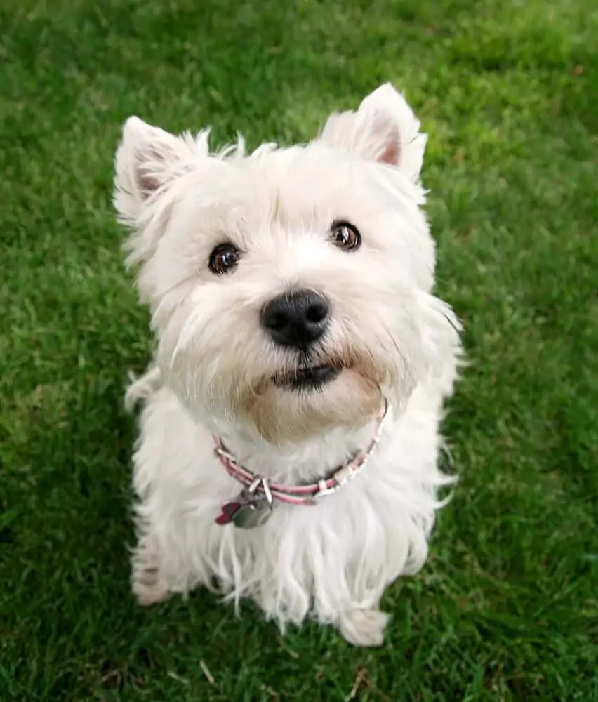 White dog sitting on grass