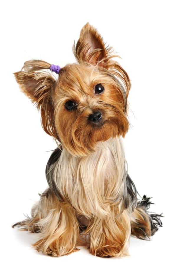 26 Small Hypoallergenic Dogs That WON'T Cause Hives ;)