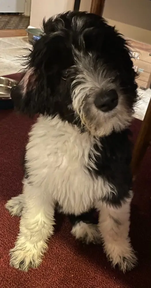 A Sheepadoodle dog sitting