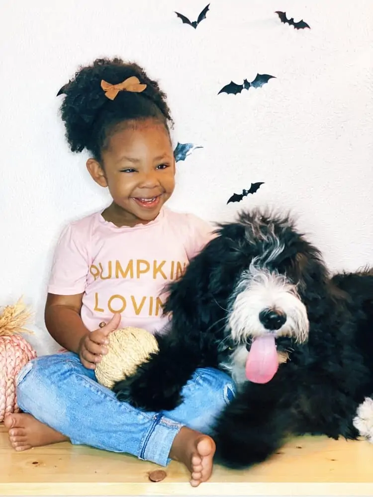 Sheepadoodle and little girl sitting together