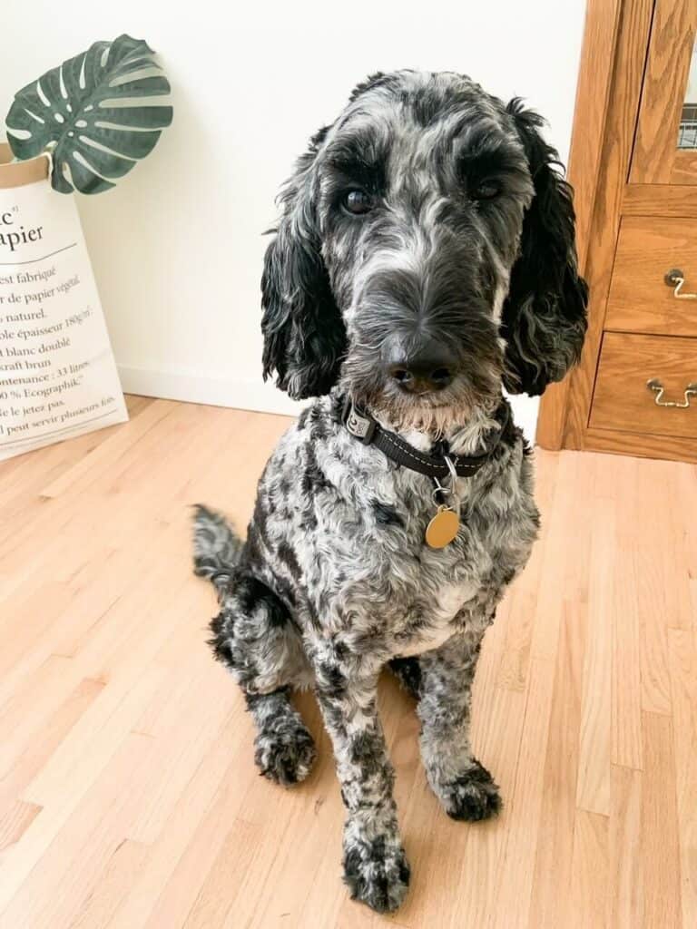 A cute shaved Merle labradoodle sitting.