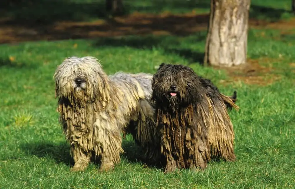 Two dogs standing in the grass. One is white and one is brown. Both have corded coats.
