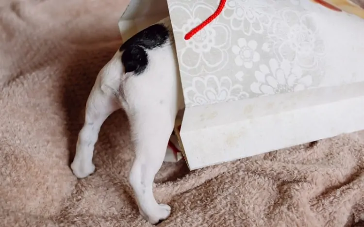 Dog sticking its head into a gift bag
