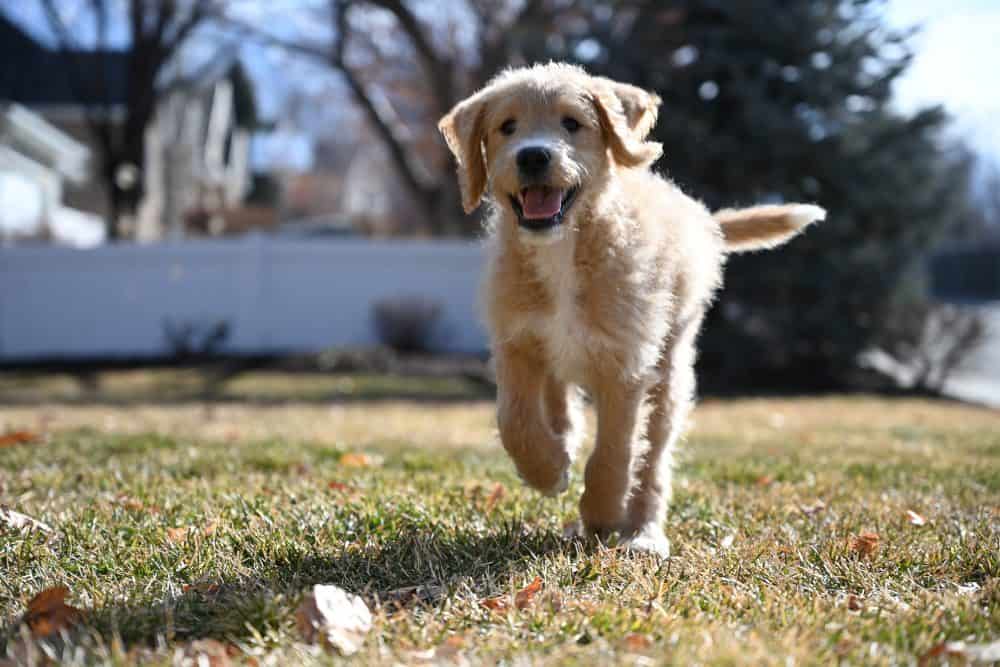 Golden puppy running in the grass