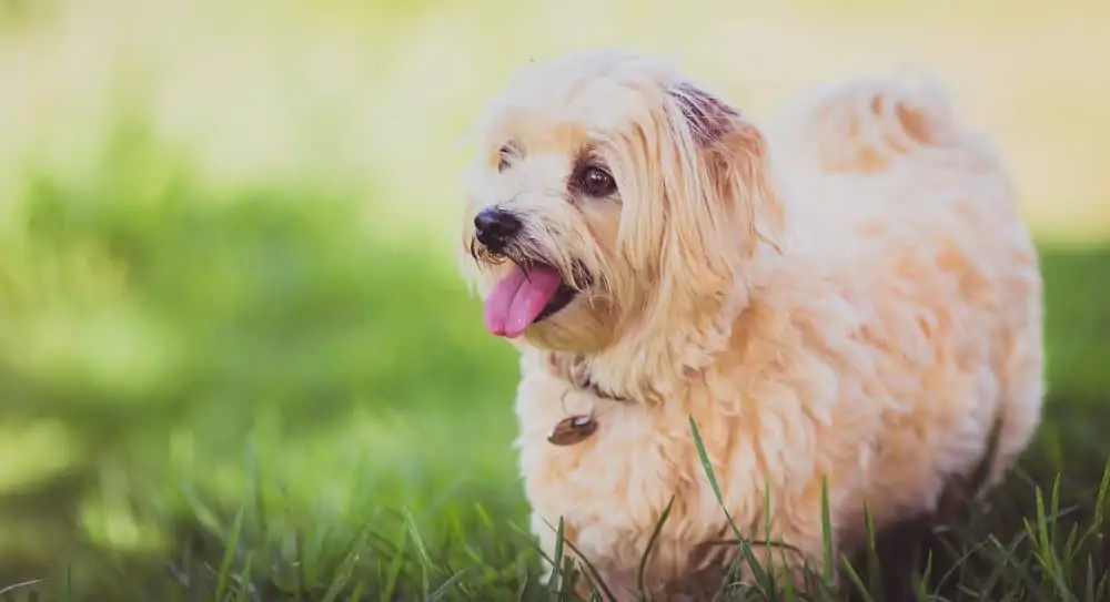 Golden small dog standing in the grass 