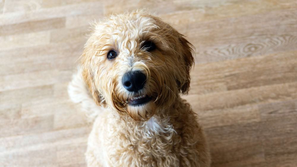 Shaggy golden dog sitting and looking up at the camera.