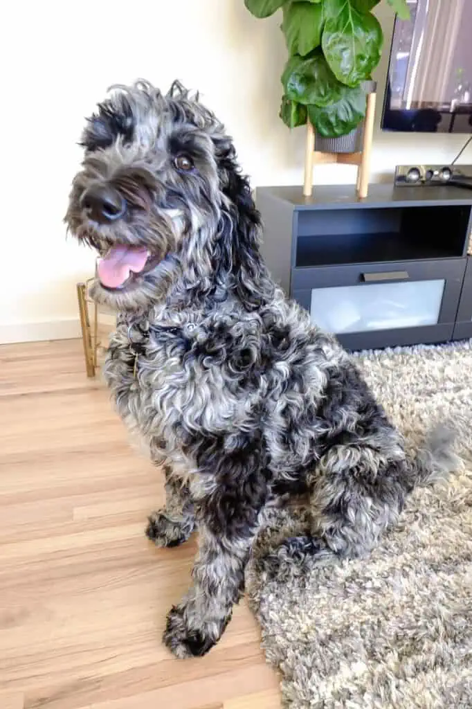 A merle labradoodle sitting.