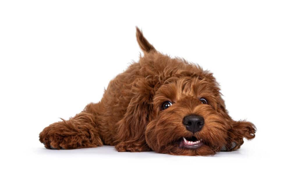 Brown fluffy puppy laying on the ground.