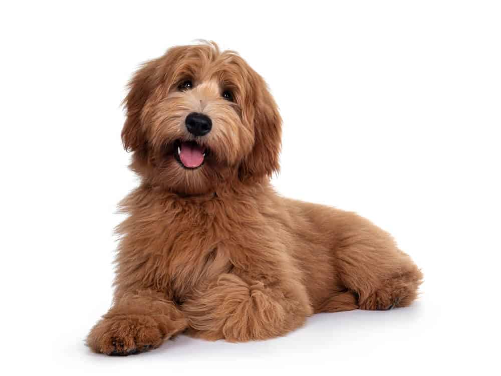 A brown shaggy dog laying on the ground.