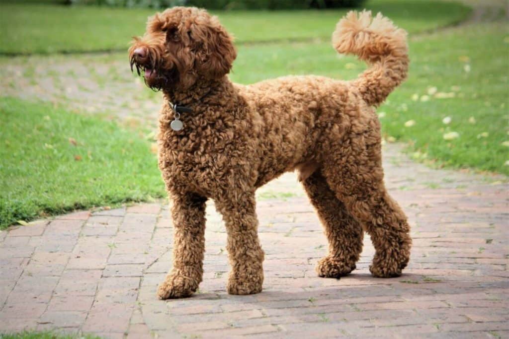 A dog (labradoodle) standing outside