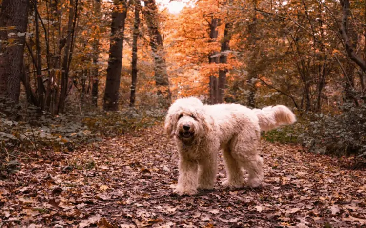 A dog (labradoodle) standing in fall foliage