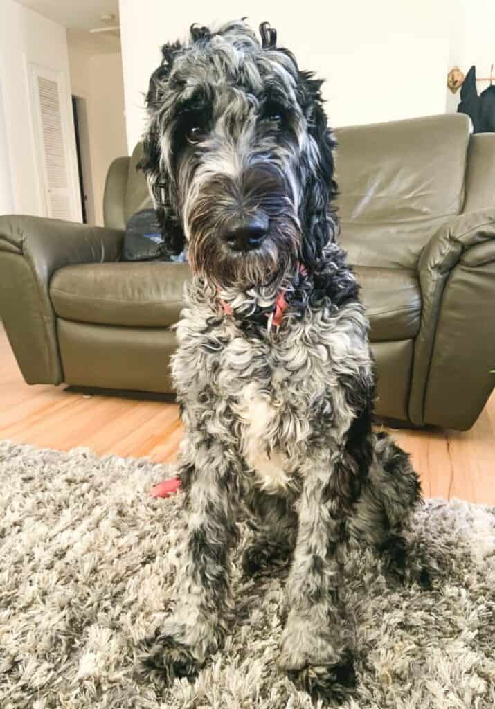 A merle labradoodle sitting.