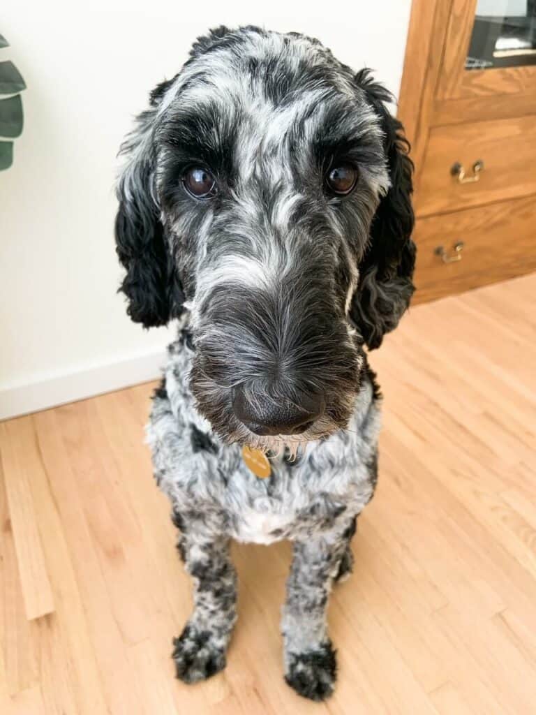 A cute shaved Merle labradoodle sitting.