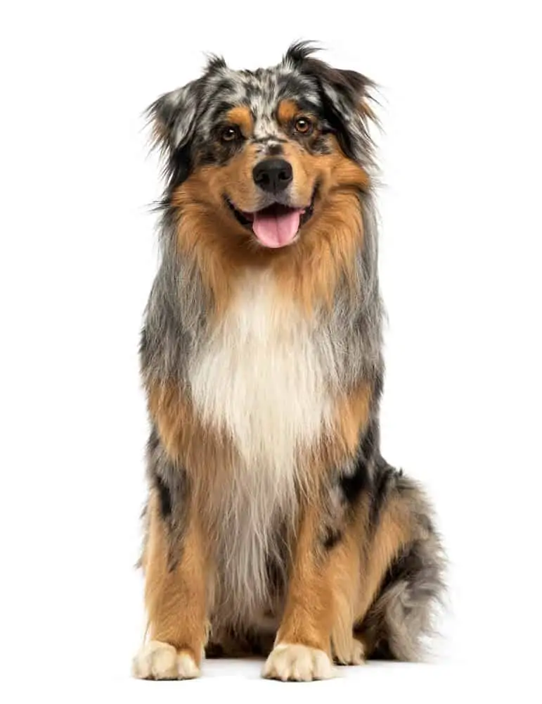 An Australian Shepherd dog sitting