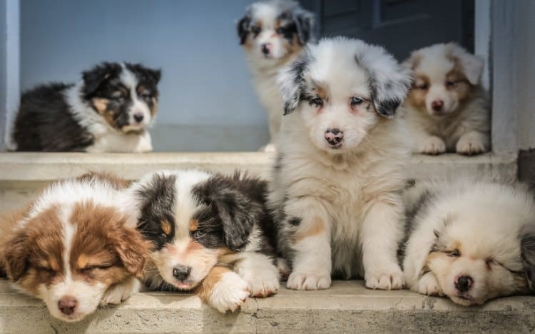 aussie mini poodle mix