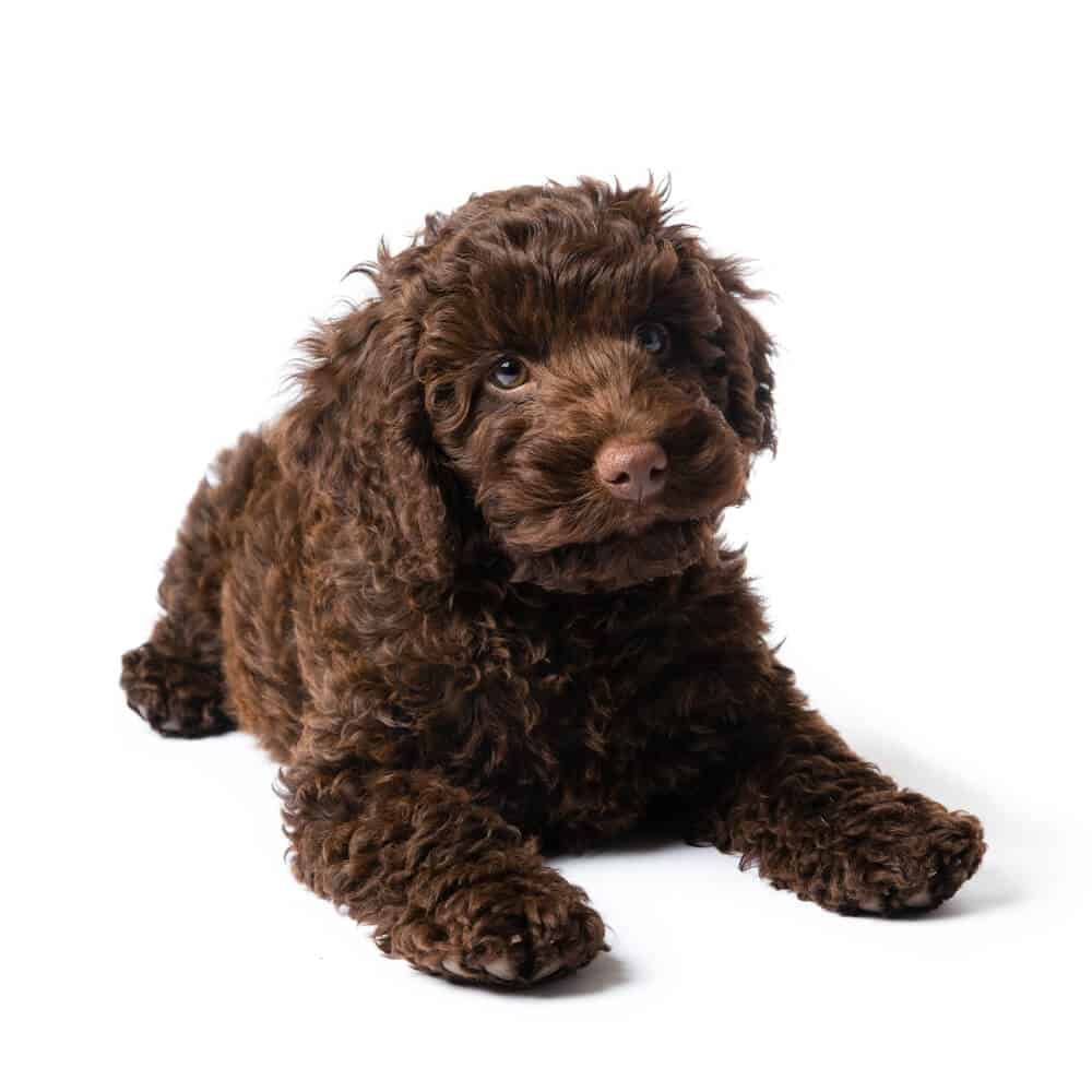 A brown Mini Labradoodle puppy.