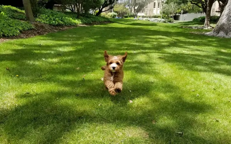 A small labradoodle dog running in the grass