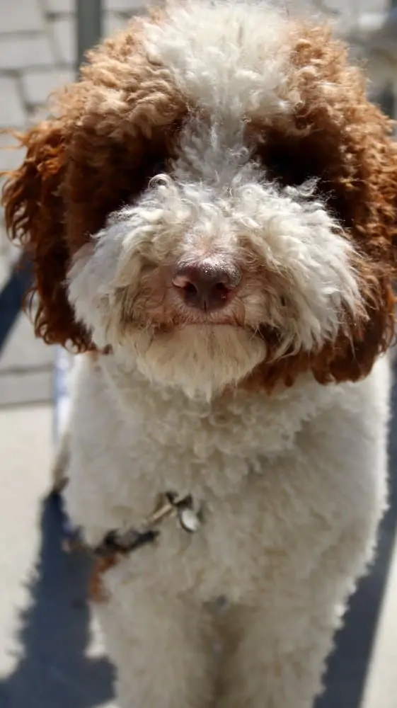 A red and white Mini Labradoodle sitting