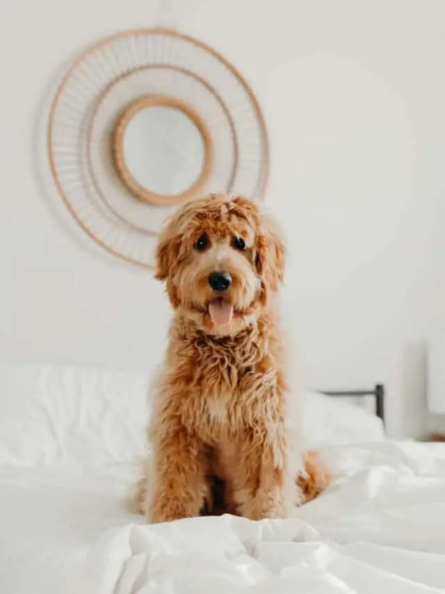 Goldendoodle dog sitting on the bed.