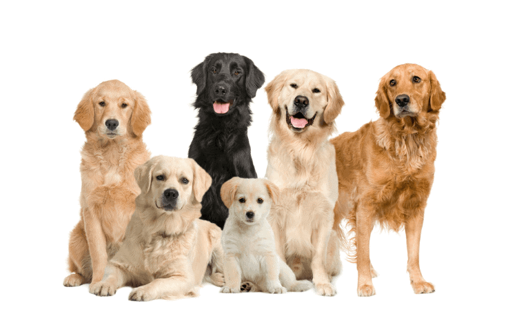 are golden retrievers labrador