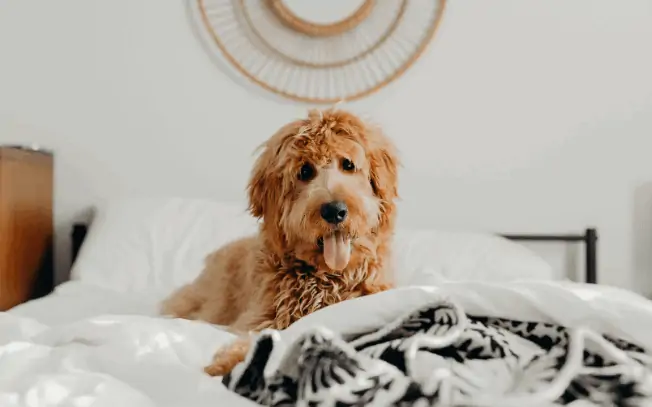 Goldendoodle dog laying on a bed.