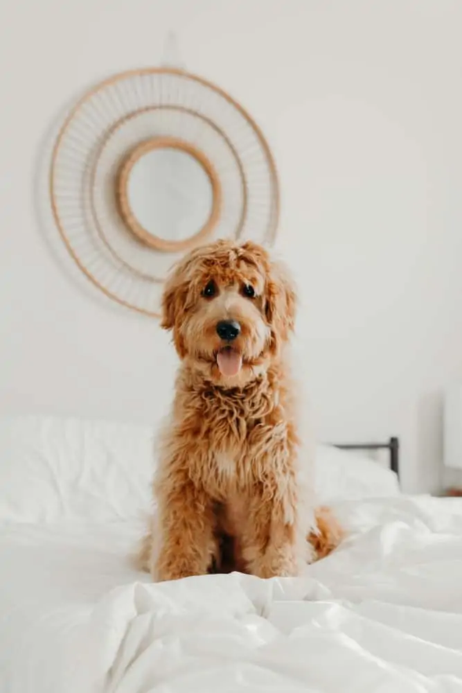 Goldendoodle dog sitting on the bed.