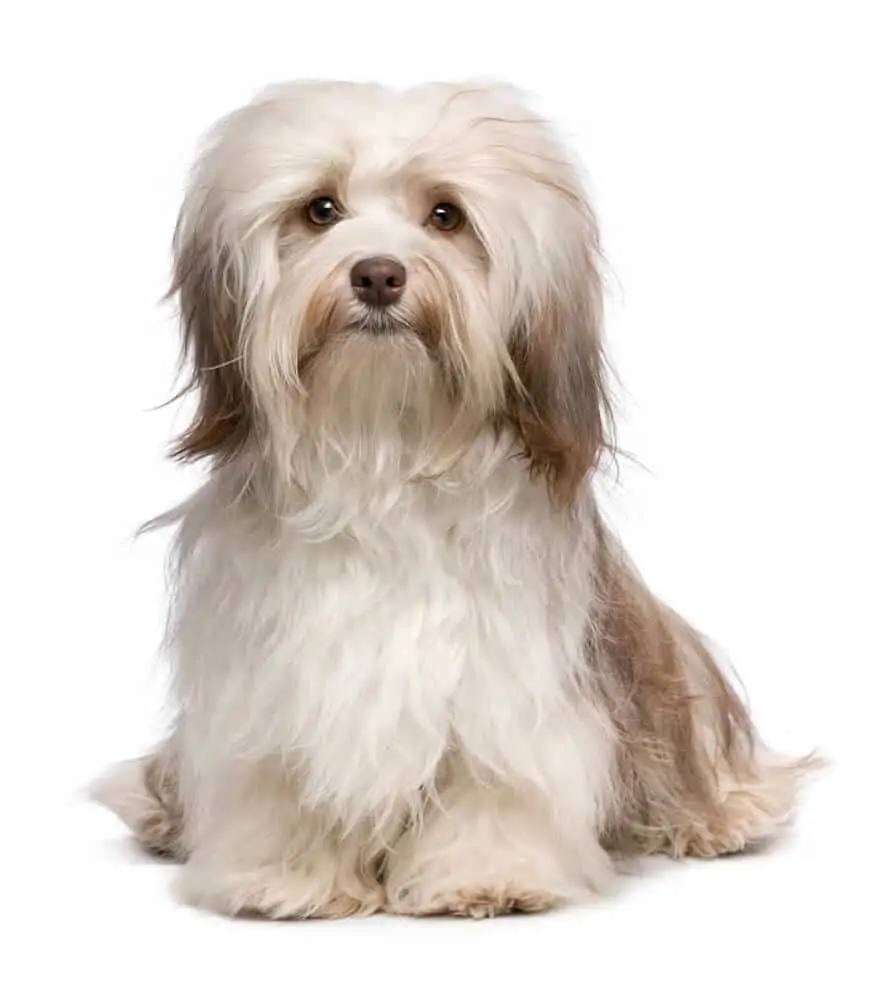 A white havanese dog sitting