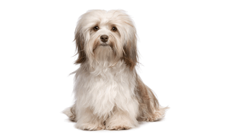 Cream colored small dog sitting