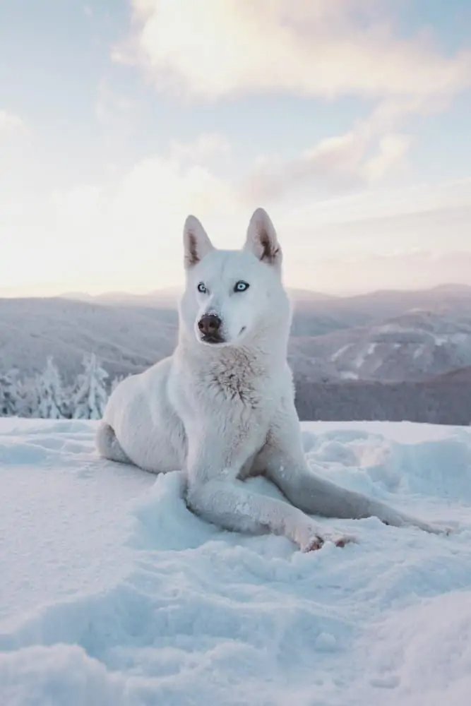 White husky laying in the snow