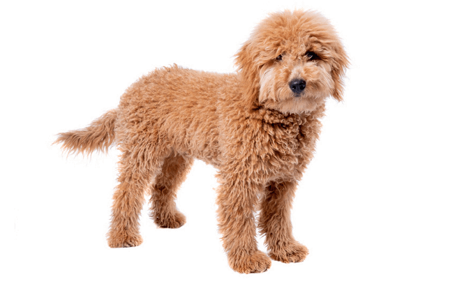 Mini Goldendoodles Aren T For Everybody Facts Breed Info Pictures