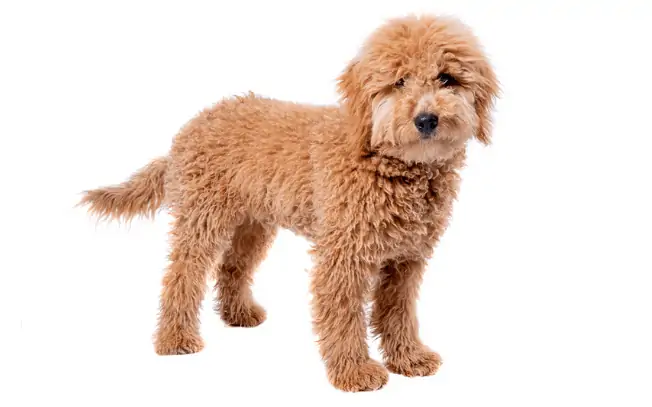 Small golden dog with curly fur