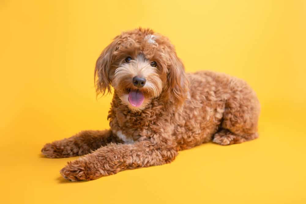 A Mini Goldendoodle laying down.