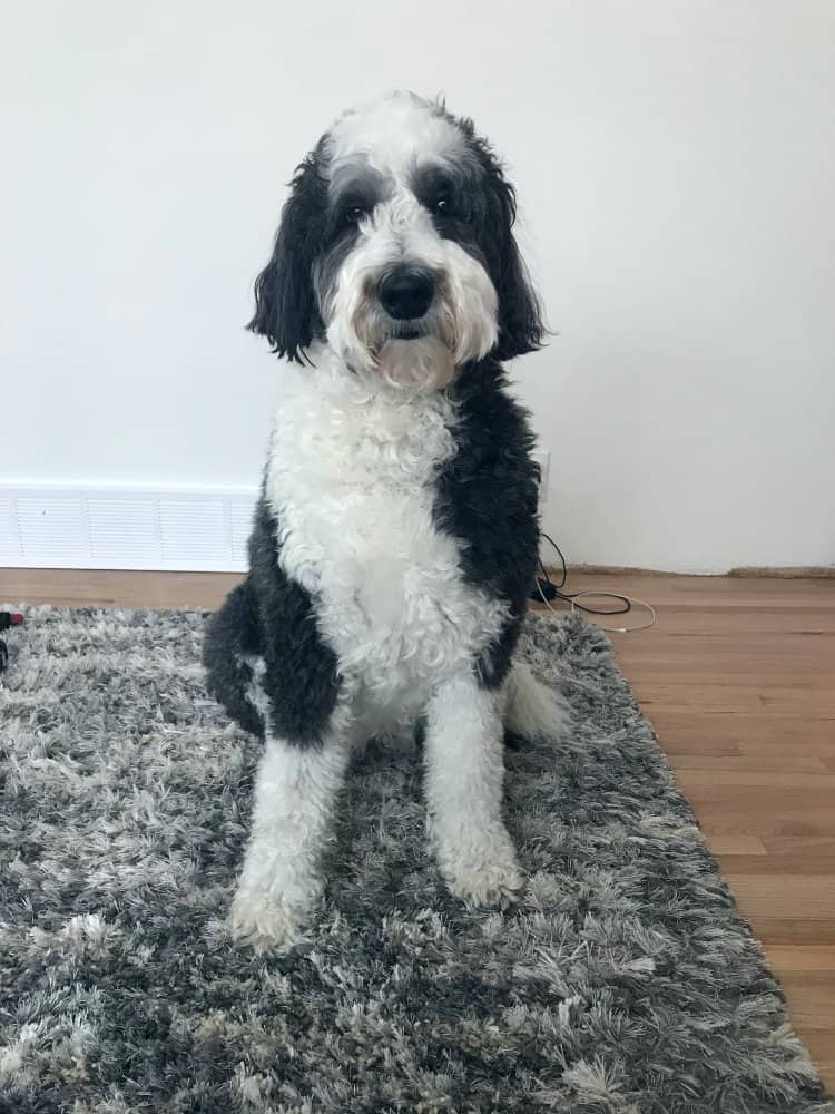 Black and white Sheepadoodle dog siting